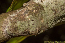 leaf-tailed gecko closeup
